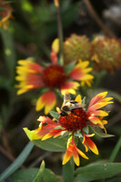 Flowers_Insects_001