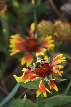 Flowers_Insects_001