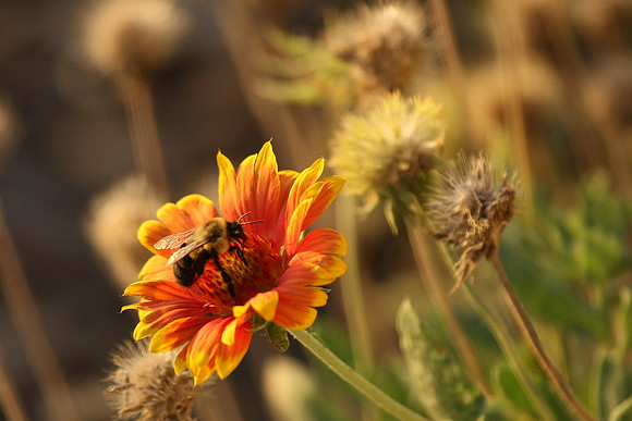 Flowers_Insects_015