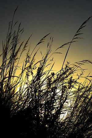 Flowers_Plants_002