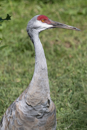 20260829_Safari_Park-24845