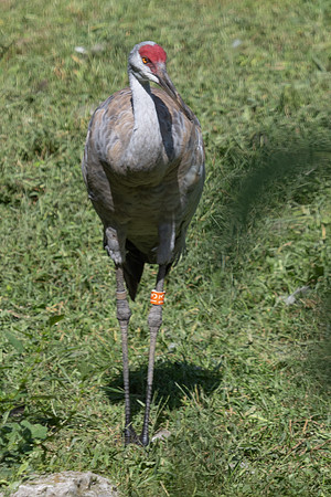 20260829_Safari_Park-24840