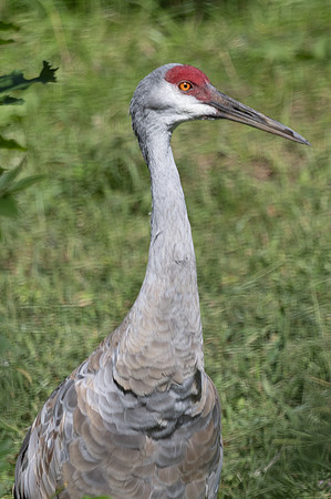 20260829_Safari_Park-24842