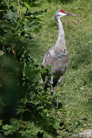 20260829_Safari_Park-24844