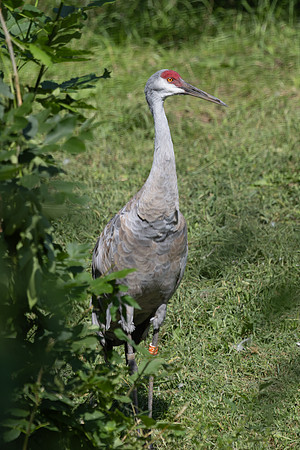 20260829_Safari_Park-24843