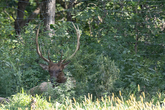 20260829_Safari_Park-24764