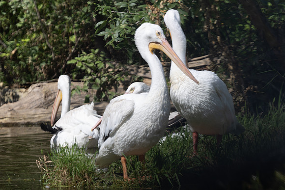 20260829_Safari_Park-24777