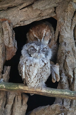 20260829_Safari_Park-24857