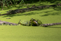 20260829_Safari_Park-24785