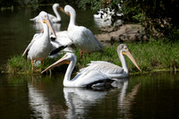 20260829_Safari_Park-24779