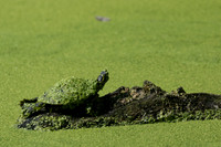 20260829_Safari_Park-24782