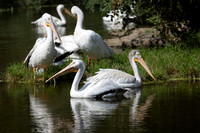 20260829_Safari_Park-24778