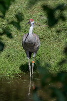 20260829_Safari_Park-24814