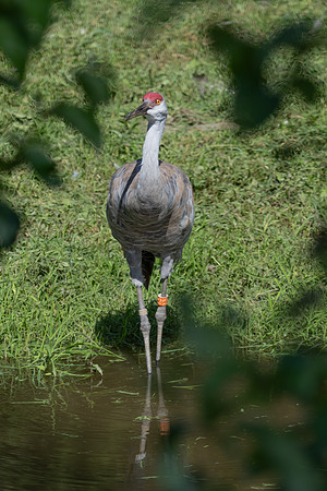 20260829_Safari_Park-24814