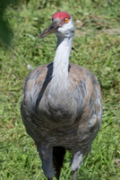 20260829_Safari_Park-24824