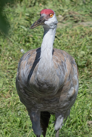 20260829_Safari_Park-24824