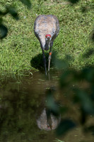 20260829_Safari_Park-24822