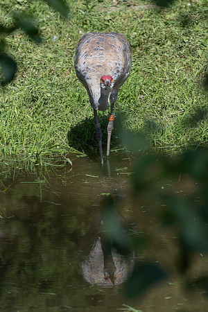 20260829_Safari_Park-24822