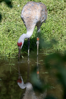 20260829_Safari_Park-24831