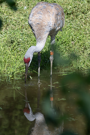 20260829_Safari_Park-24831