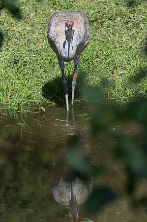 20260829_Safari_Park-24823