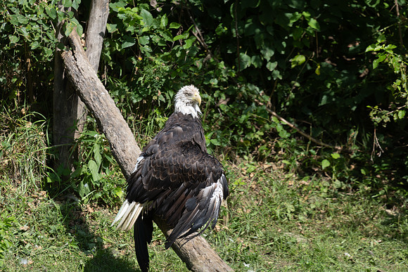 20260829_Safari_Park-24802