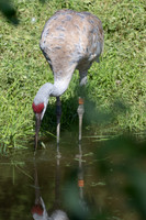 20260829_Safari_Park-24832