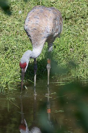 20260829_Safari_Park-24832