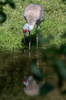 20260829_Safari_Park-24833