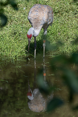 20260829_Safari_Park-24833
