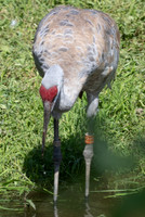20260829_Safari_Park-24834