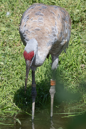 20260829_Safari_Park-24834