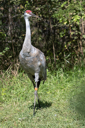 20260829_Safari_Park-24838