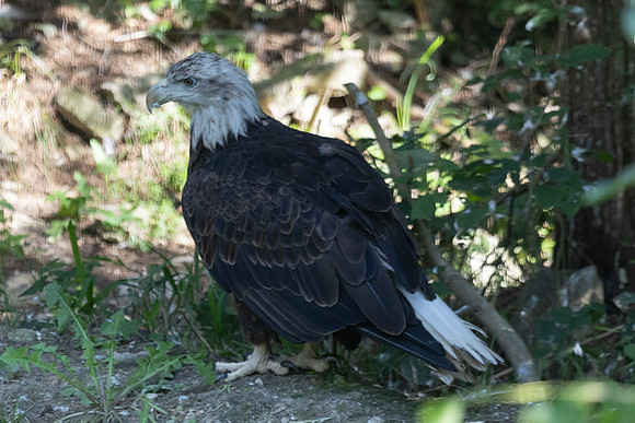 20260829_Safari_Park-24835