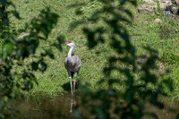 20260829_Safari_Park-24818