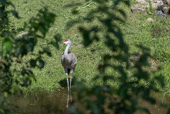 20260829_Safari_Park-24818