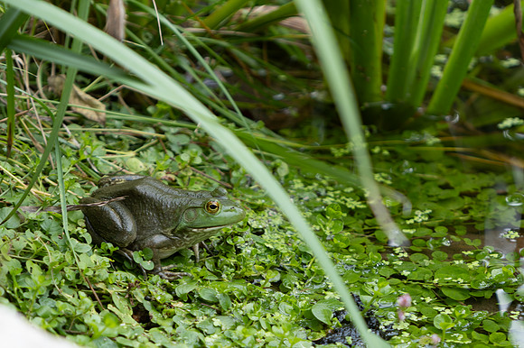 20260926_Lauritzen_Gardens-26087