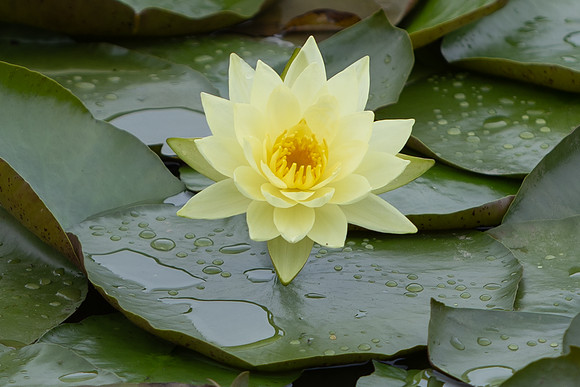 20260926_Lauritzen_Gardens-26076