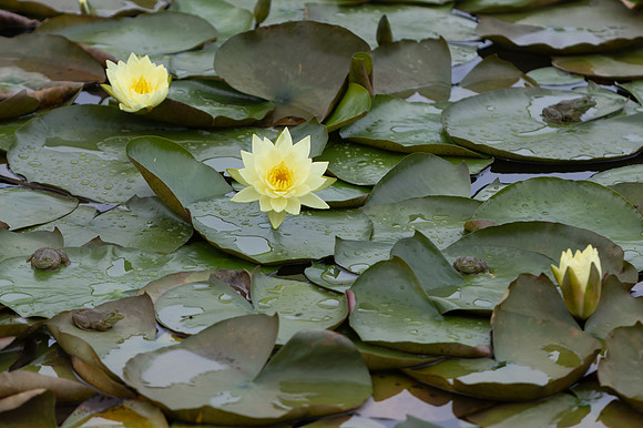20260926_Lauritzen_Gardens-26075