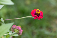 20260926_Lauritzen_Gardens-26052