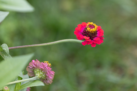20260926_Lauritzen_Gardens-26052