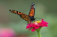 20260926_Lauritzen_Gardens-26058