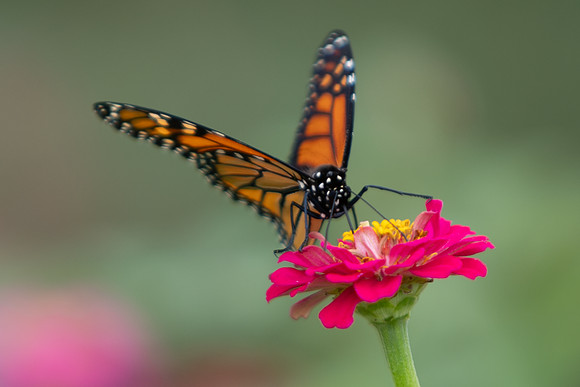 20260926_Lauritzen_Gardens-26058