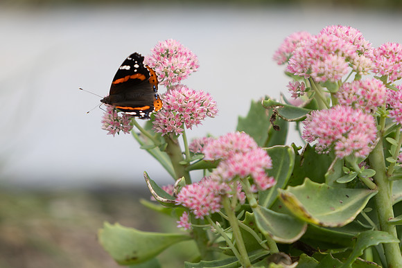 20260926_Lauritzen_Gardens-26044