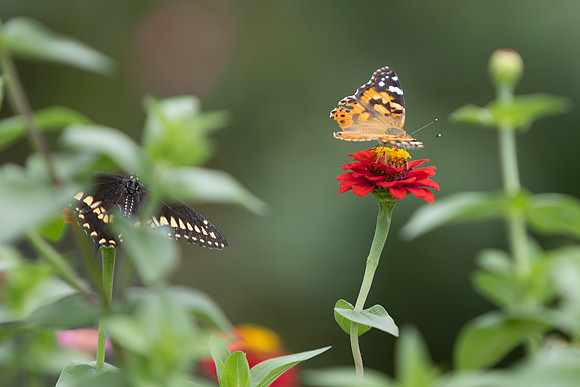 20260926_Lauritzen_Gardens-26060