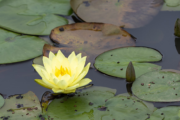 20260926_Lauritzen_Gardens-26074
