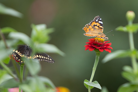 20260926_Lauritzen_Gardens-26061