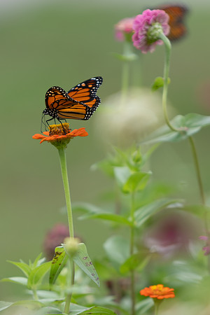 20260926_Lauritzen_Gardens-26072