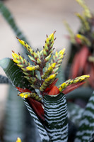 20260926 - Lauritzen Gardens