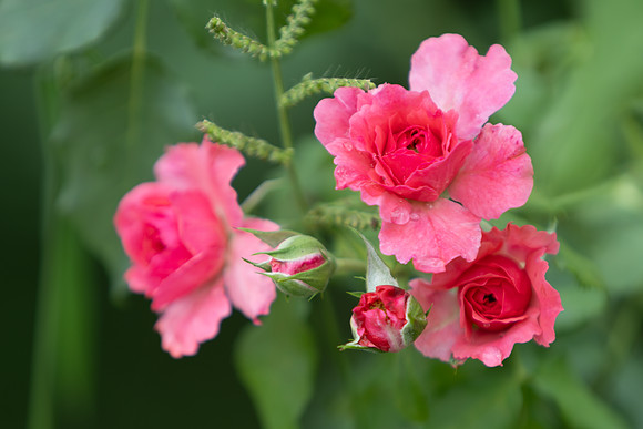20260926_Lauritzen_Gardens-26067